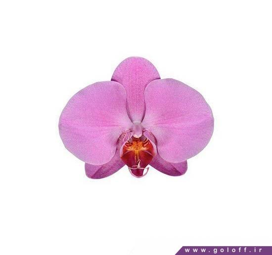 سایت فروش گل- گل ارکیده فالانوپسیس ممفیس - Phalaenopsis Orchid | گل آف